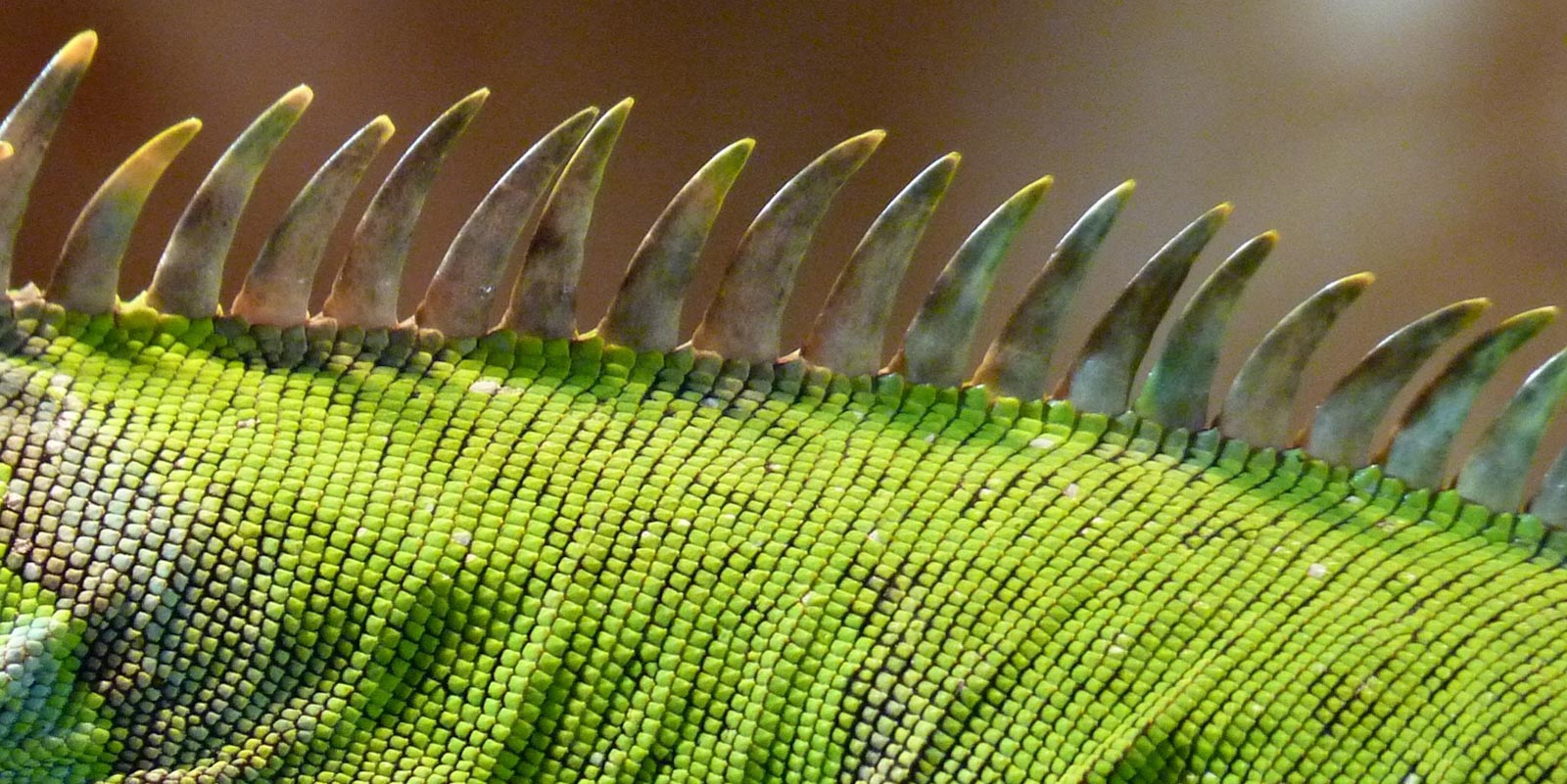Animal scales