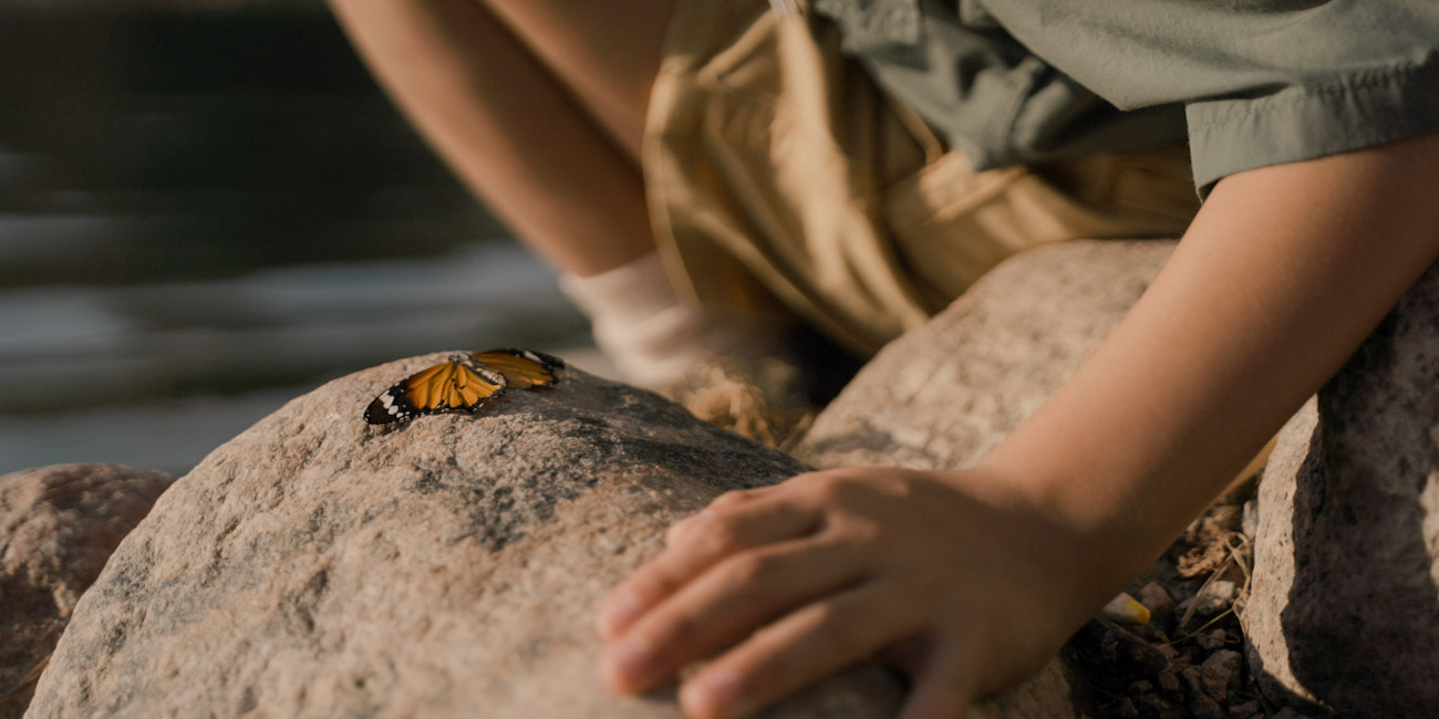 Insects