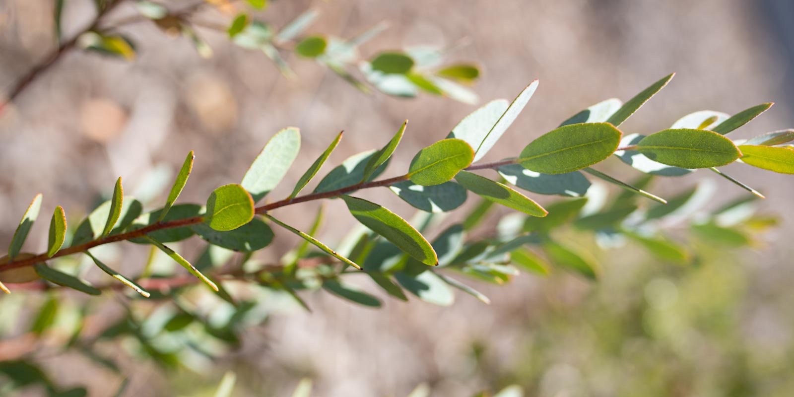 Native plants