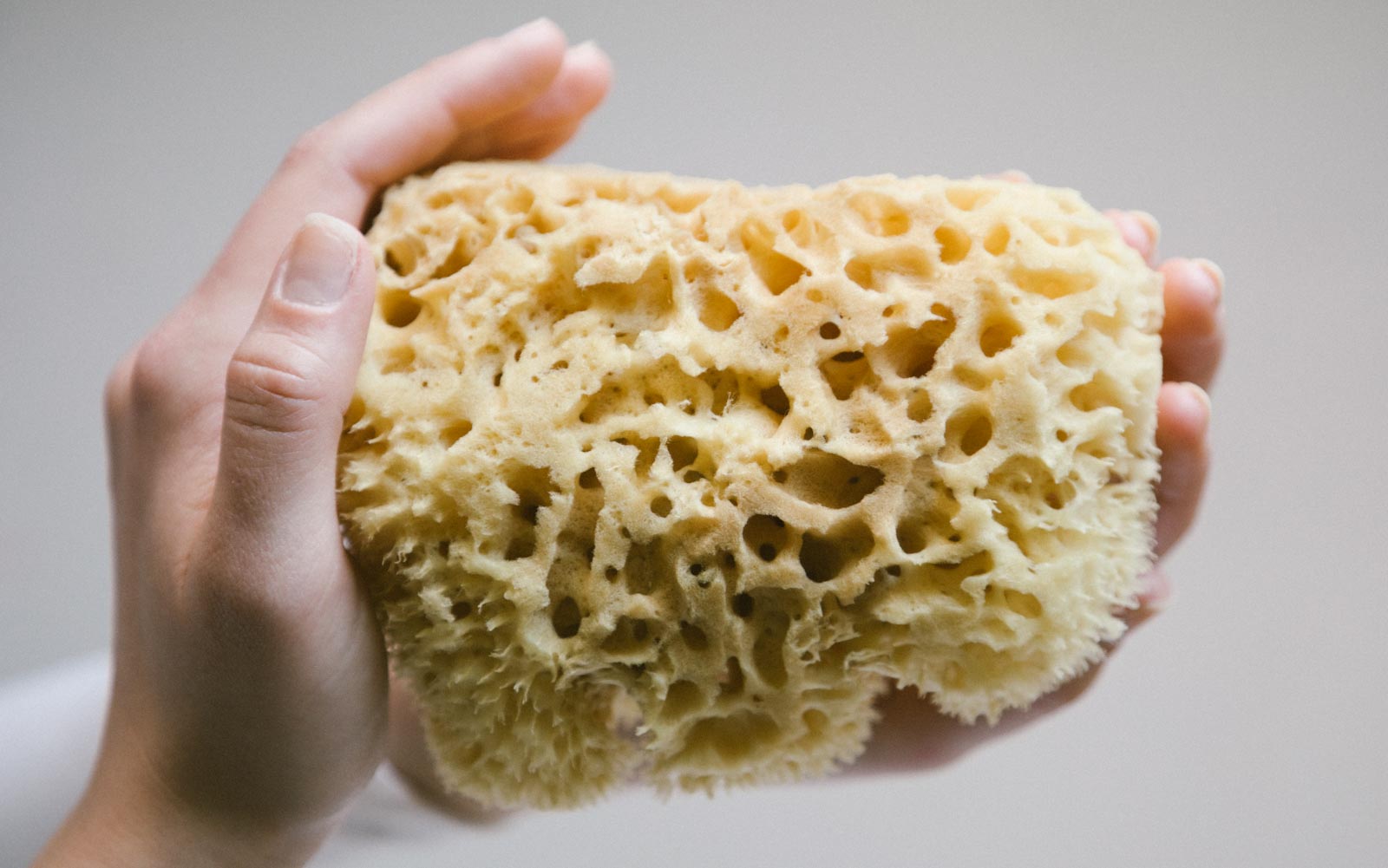 Sea sponges