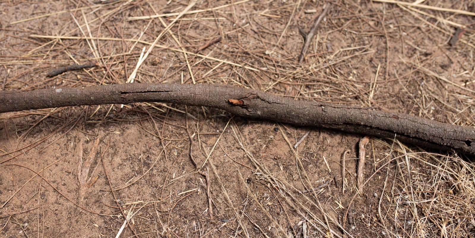 A stick